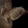 Vyrecek maly - Otus scops - European Scops-Owl 7804